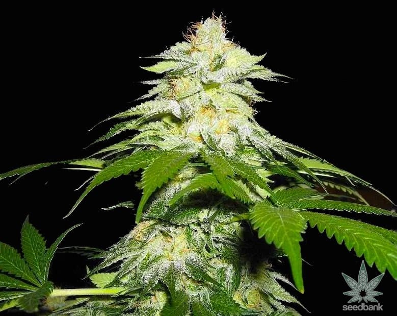 Fire OG Seeds products fire og strain cannabis seeds fire og strain cannabis seeds