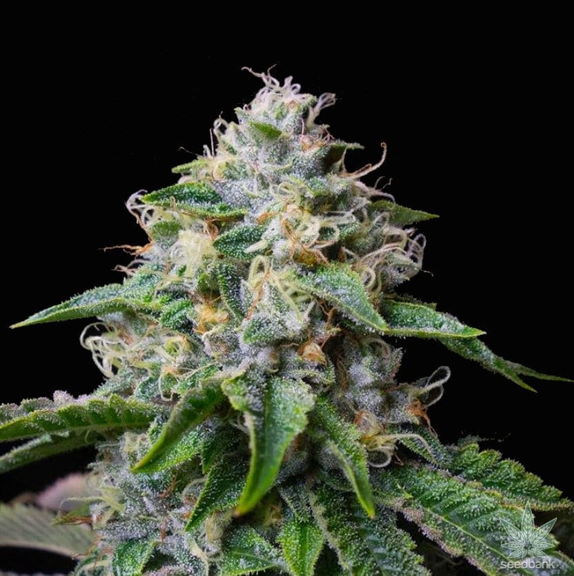 Skywalker OG Seeds products skywalker og strain cannabis seeds what strain is skywalker og