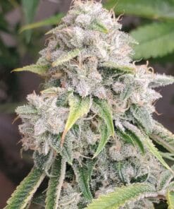 Skywalker OG Seeds products skywalker og cannabis seeds skywalker_og_cannabis_seeds