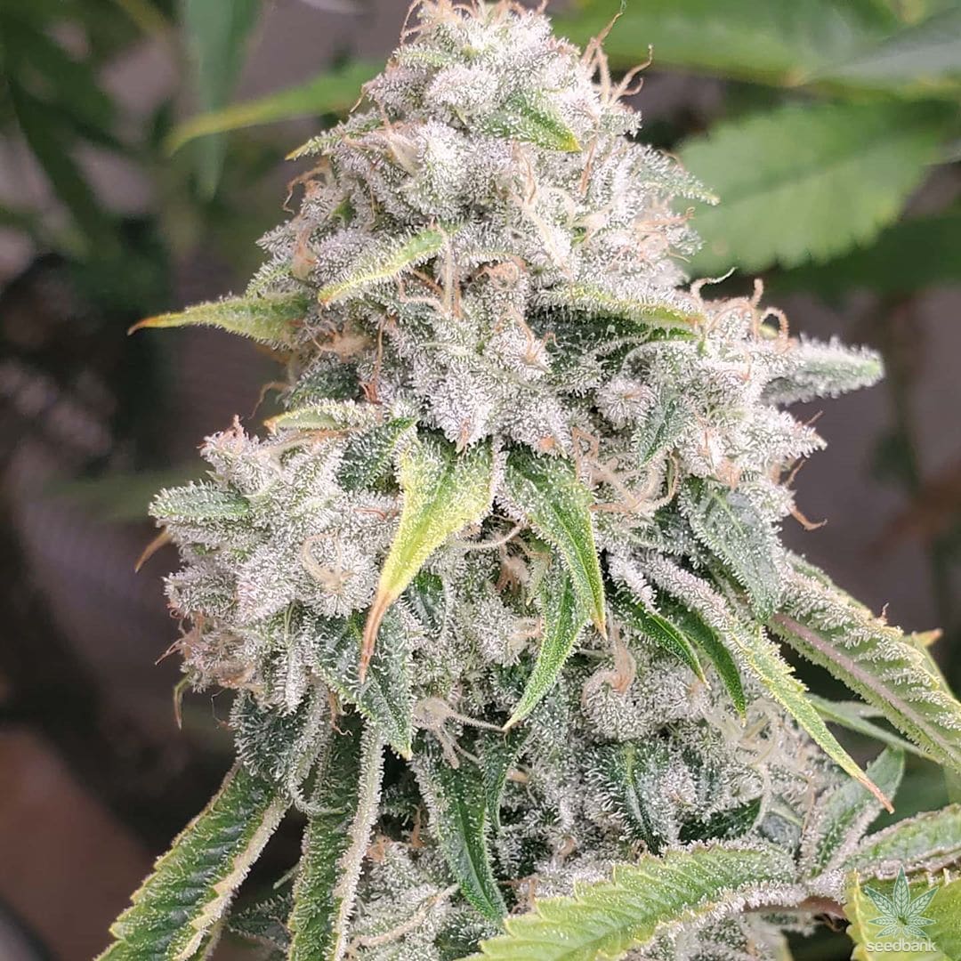 Skywalker OG Seeds products skywalker og cannabis seeds skywalker_og_cannabis_seeds