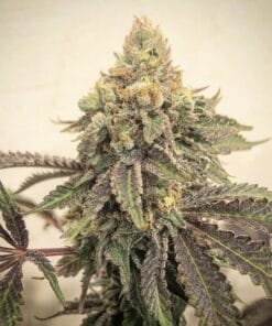 Skywalker OG Seeds products skywalker og kush seeds skywalker_og_kush_seeds