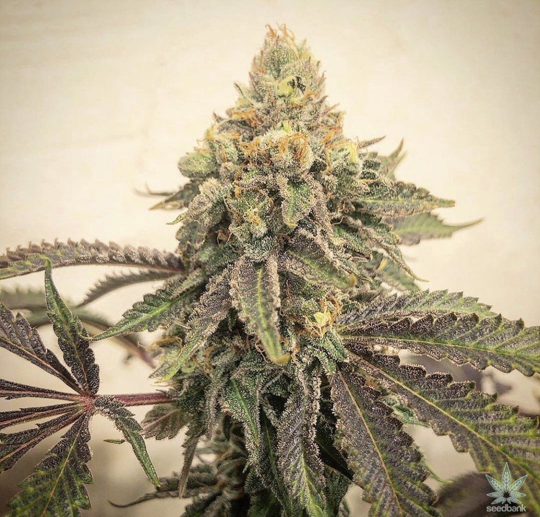 Skywalker OG Seeds products skywalker og kush seeds skywalker_og_kush_seeds