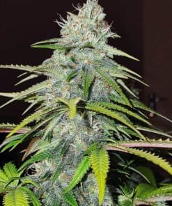 Skywalker OG Seeds products skywalker og strain kush cannabis seeds skywalker_og_strain_kush_cannabis_seeds