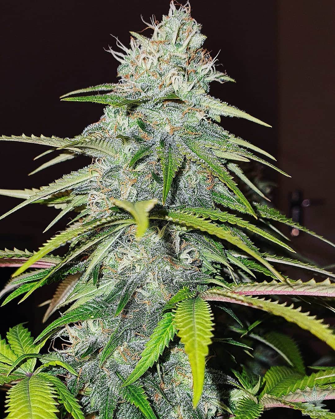 Skywalker OG Seeds products skywalker og strain kush cannabis seeds skywalker_og_strain_kush_cannabis_seeds