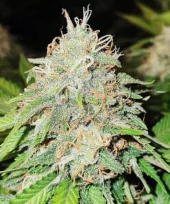 Skywalker OG Seeds products skywalker og strain kush marijuana seeds skywalker_og_strain_kush_marijuana_seeds