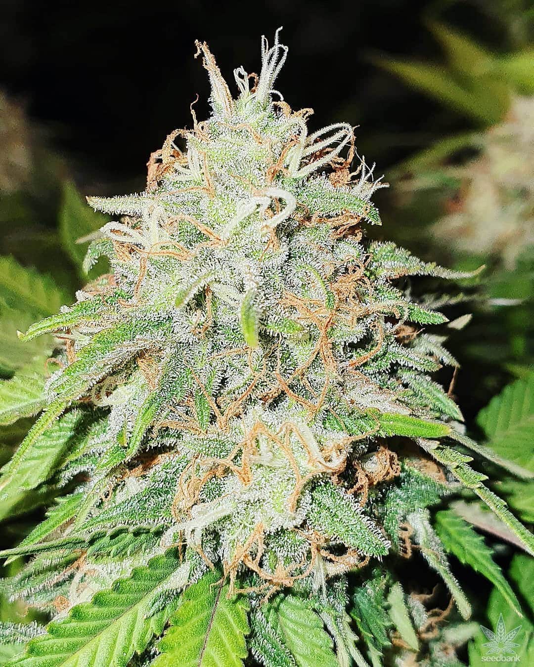 Skywalker OG Seeds products skywalker og strain kush marijuana seeds skywalker_og_strain_kush_marijuana_seeds