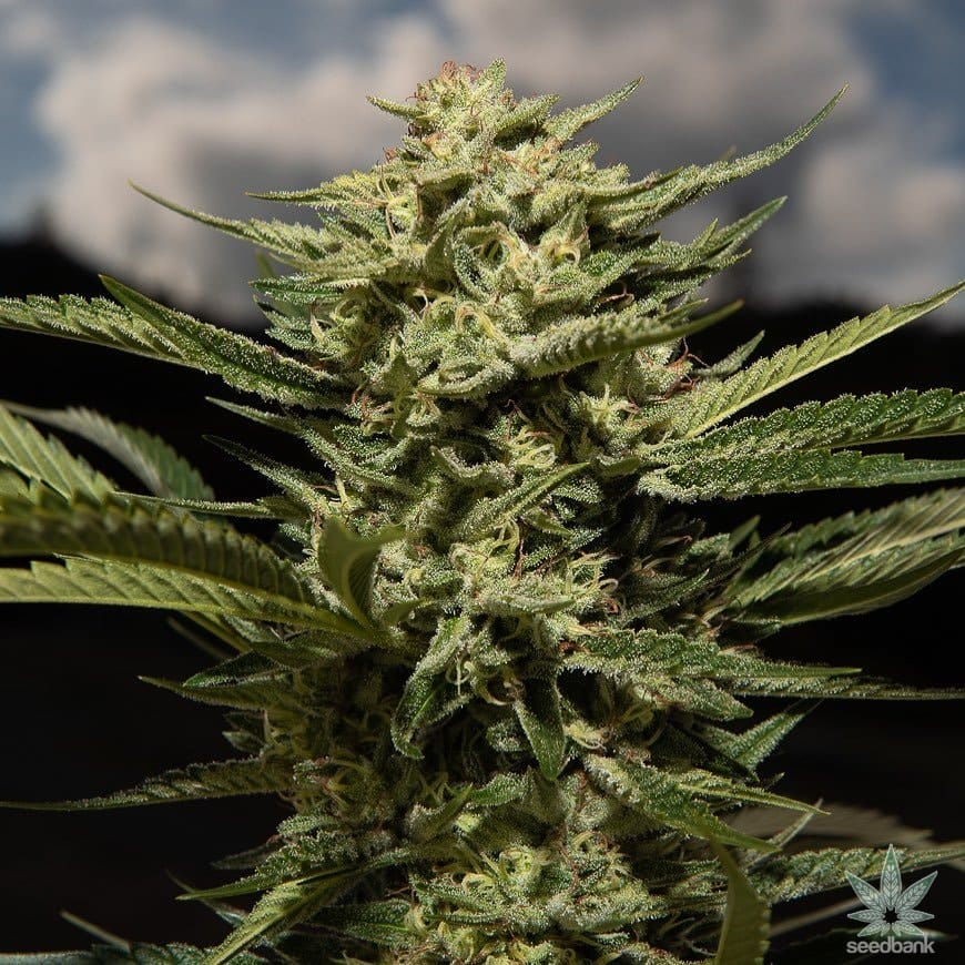 Skywalker OG Seeds products skywalker og strain marijuana seeds skywalker_og_strain_marijuana_seeds