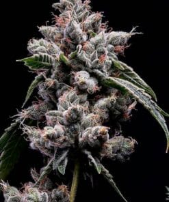 Skywalker OG Seeds products skywalker og strain seeds skywalker_og_strain_seeds