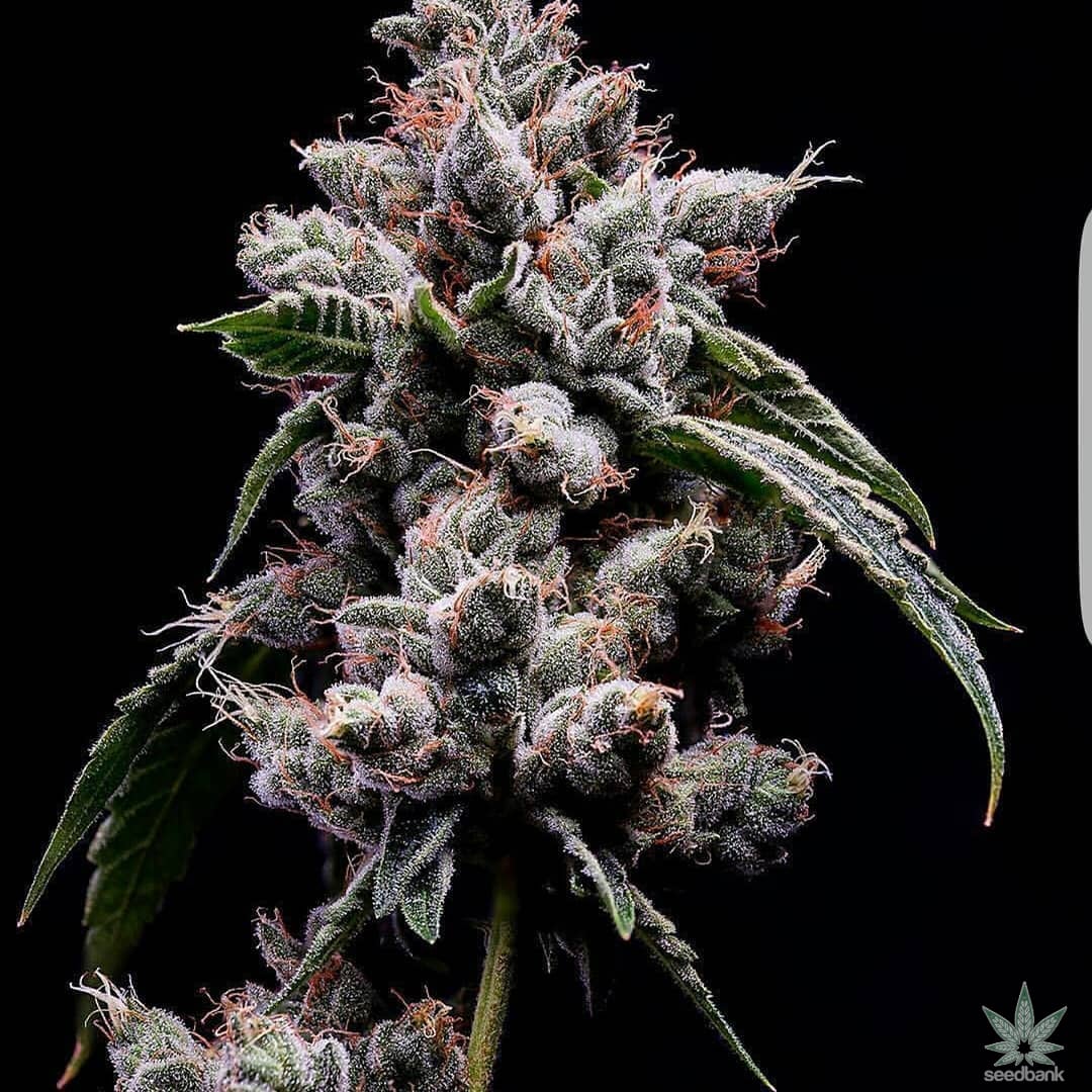 Skywalker OG Seeds products skywalker og strain seeds skywalker_og_strain_seeds