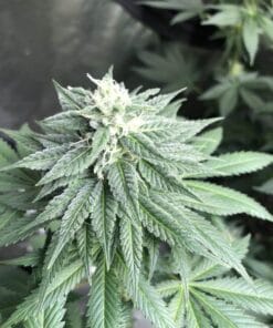 Skywalker OG Seeds skywalker og feminized seeds skywalker og feminized seeds