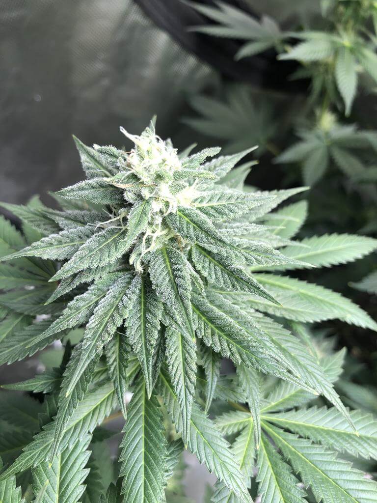 Skywalker OG Seeds skywalker og feminized seeds skywalker og feminized seeds