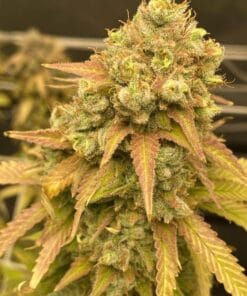 Skywalker OG Seeds skywalker og strain skywalker og strain