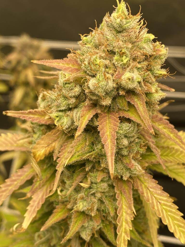 Skywalker OG Seeds skywalker og strain skywalker og strain