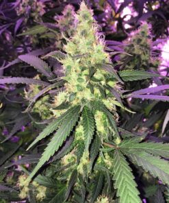 ak47 autoflower seeds cannabis seeds usa