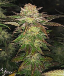 amnesia_haze_seeds_amnesia_cannabis_seeds