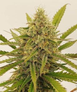 Amnesia Haze Seeds Cannabis Seeds USA
