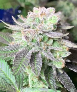 blue headband weed seeds