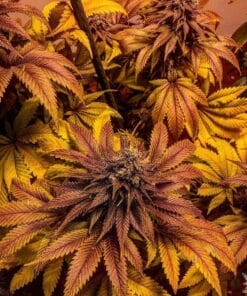 blueberry weed seeds usa