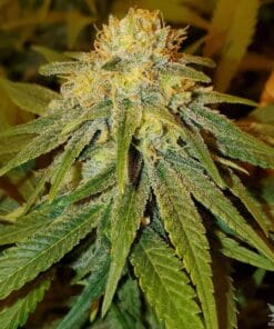 blueberry seeds autoflower usa