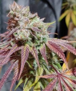 chemdog seeds