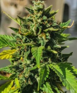 chemdawg seeds
