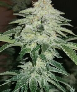 chemdog strain weed seeds usa