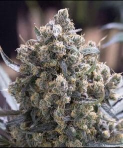 gsc seeds girl scout cookies strain