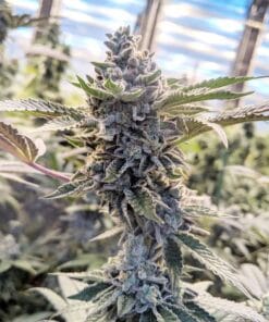 gsc seeds girl scout cookies marijuana strain