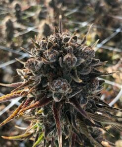 girl scout cookies seeds GSC weed