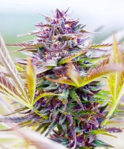 hindu kush seeds cannabis strain usa