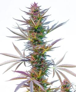 Hindu Kush Seeds products hindu kush seeds cannabis weed seeds hindu kush seeds cannabis seeds