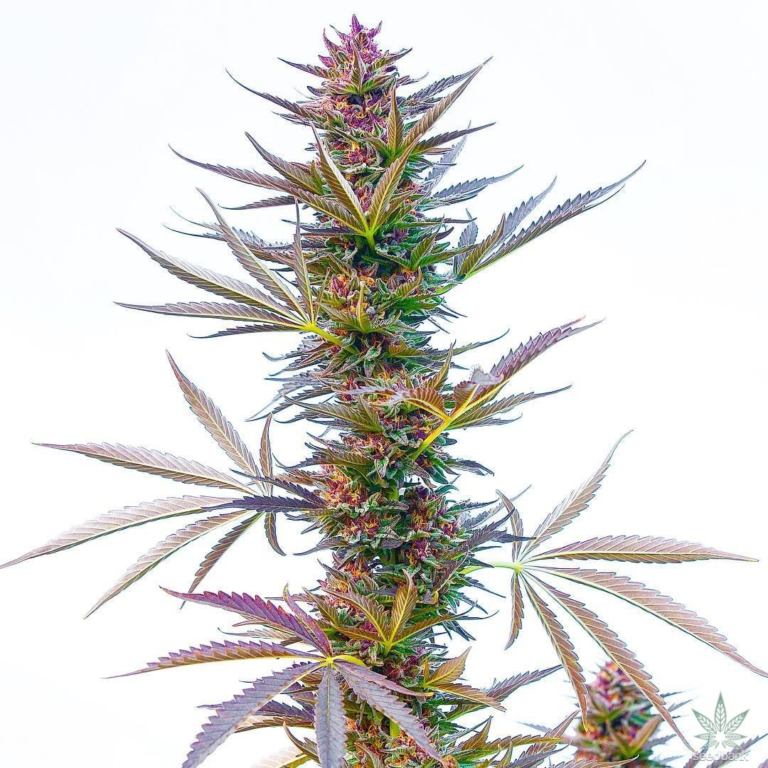 Hindu Kush Seeds products hindu kush seeds cannabis weed seeds hindu kush seeds cannabis seeds