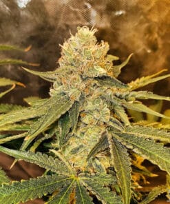 Jack Herer Seeds products jack herer seeds usa jack herer cannabis jack herer seeds usa
