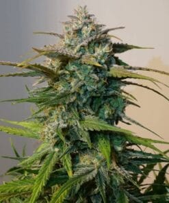 Jack Herer Seeds products jack herer strain cannabis seeds usa jack herer cannabis seeds