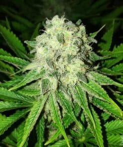 Jack Herer Seeds products jack herer strain seeds jack herer weed jack herer weed strain seeds