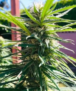 strawberry banana seeds strawnana seeds