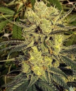 strawberry banana seeds strawnana seeds