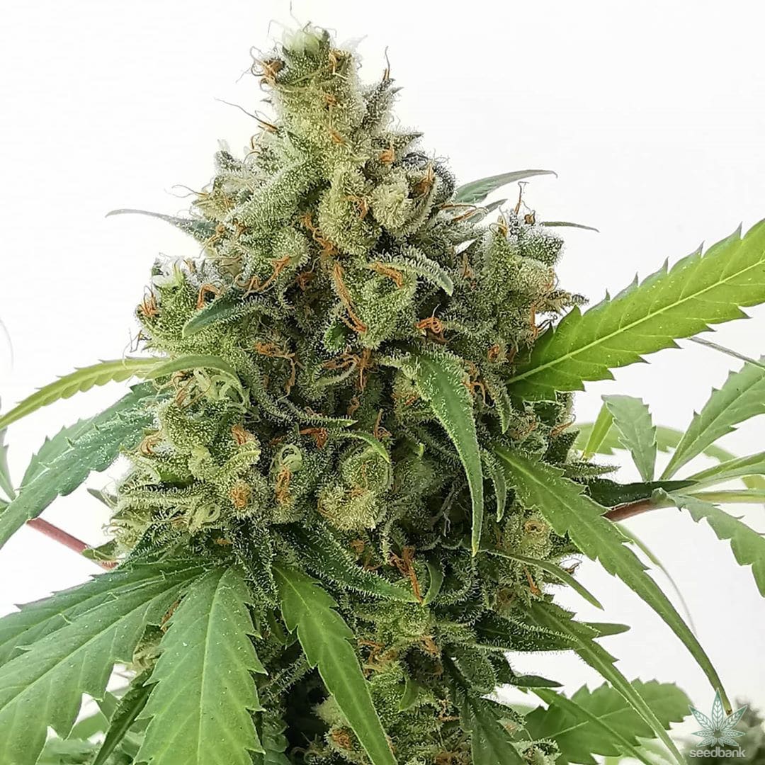 Strawberry Cough Seeds products strawberry cough seeds strawberry cough strain strawberry cough seeds