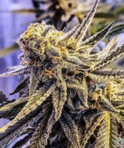 White Rhino Seeds products white rhino marijuana seeds white rhino weed strain USA white rhino cannabis seeds