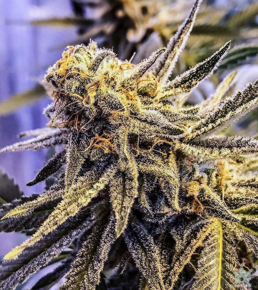 White Rhino Seeds products white rhino marijuana seeds white rhino weed strain USA white rhino cannabis seeds