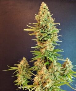 White Rhino Seeds products white rhino seeds white rhino strain USA white rhino marijuana seeds