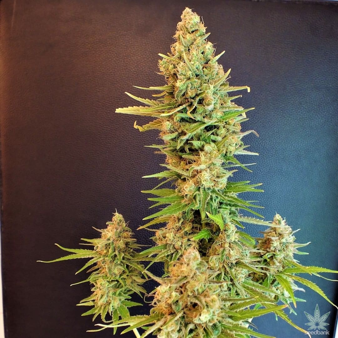 White Rhino Seeds products white rhino seeds white rhino strain USA white rhino marijuana seeds