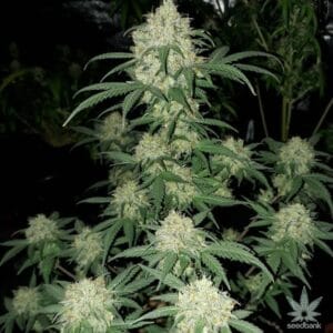 blue dream seeds 