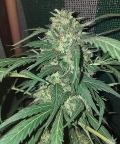 cbd_sour_lemon_haze_cannabis_seeds_usa