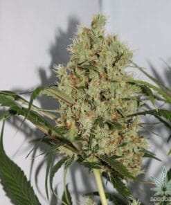 cbd_sour_lemon_haze_seeds_usa