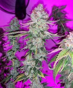 purplepunch cannabis seeds usa
