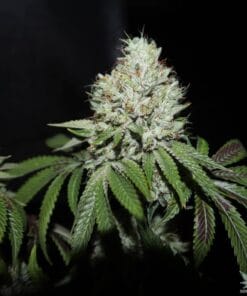 Sour Diesel Seeds products sour diesel cannabis seeds usa diesel cannabis seeds