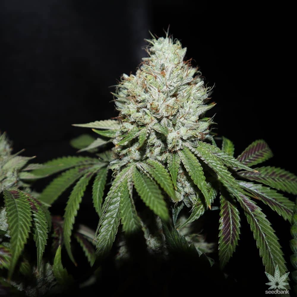 Sour Diesel Seeds products sour diesel cannabis seeds usa diesel cannabis seeds