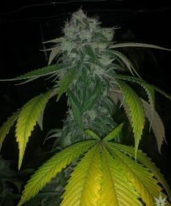 Sour Diesel Seeds products sour diesel cannabis strain usa feminized sour diesel seeds
