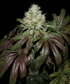 Sour Diesel Seeds products sour diesel strain cannabis seeds usa sour diesel marijuana seeds